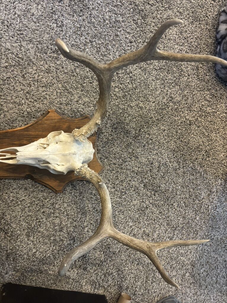 Nice European Deer Mount
