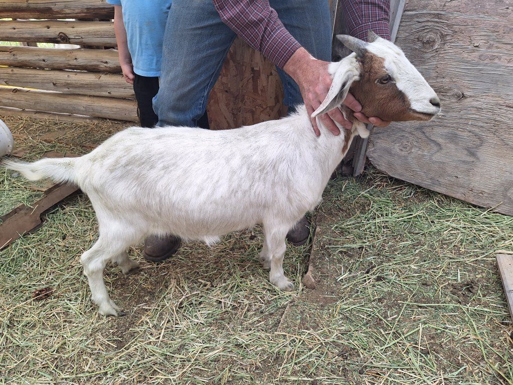 Tie goats