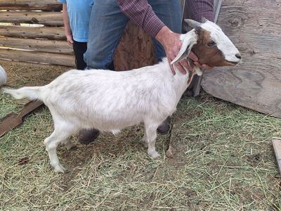 Tie goats