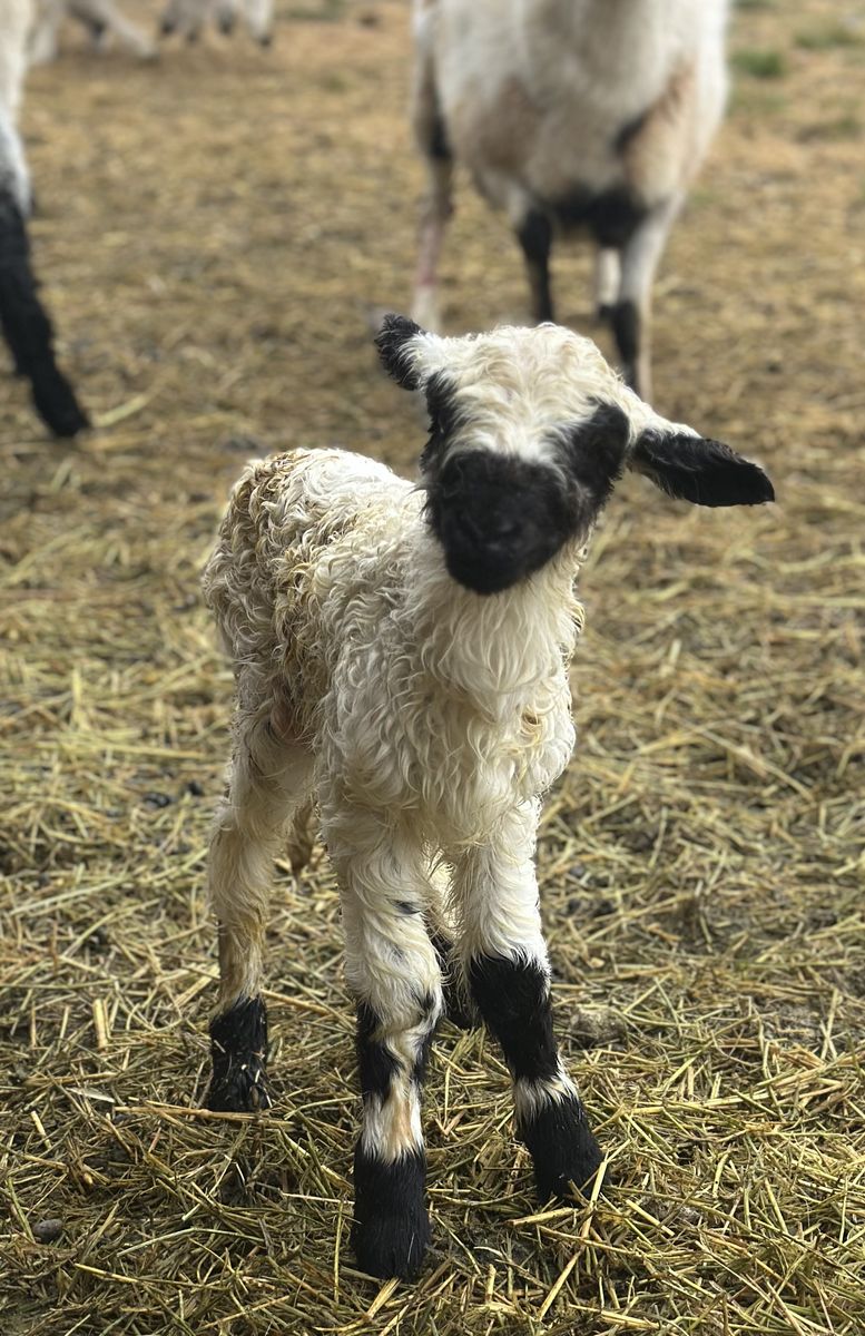 F1 Valais Blacknose ewe lamb