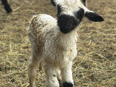 F1 Valais Blacknose ewe lamb
