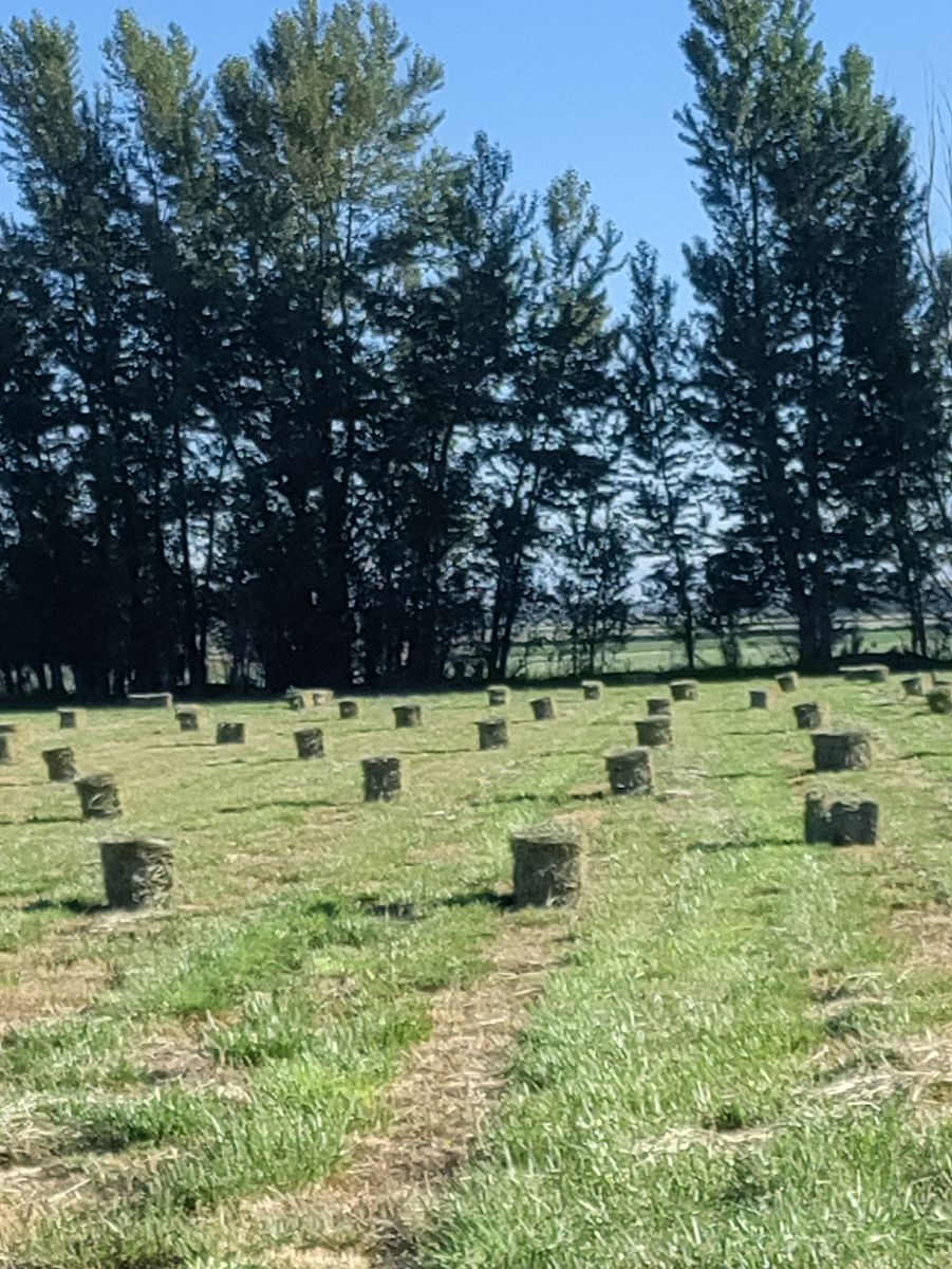 Pasture Hay