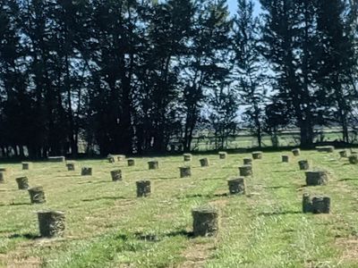 Pasture Hay
