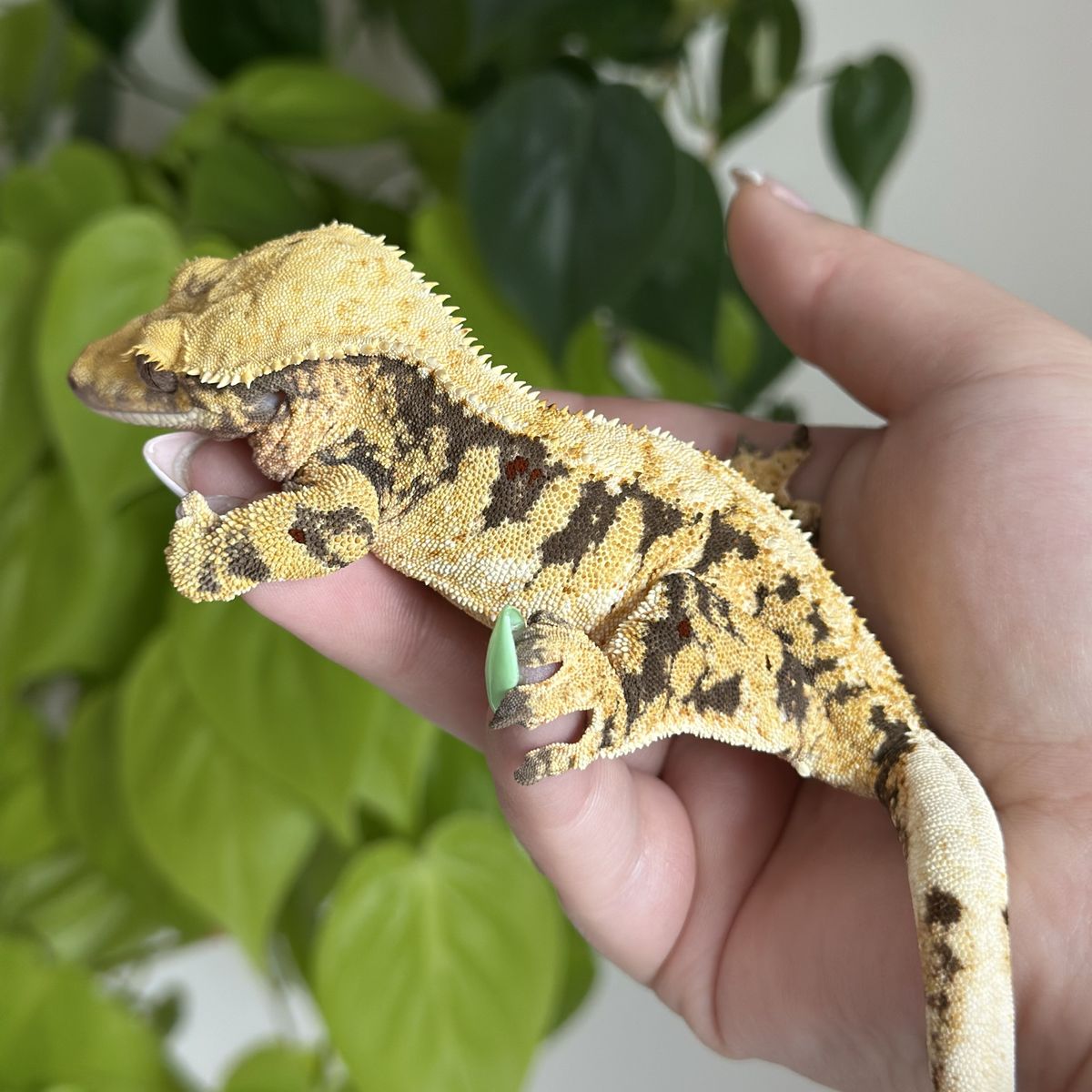 Crested Gecko