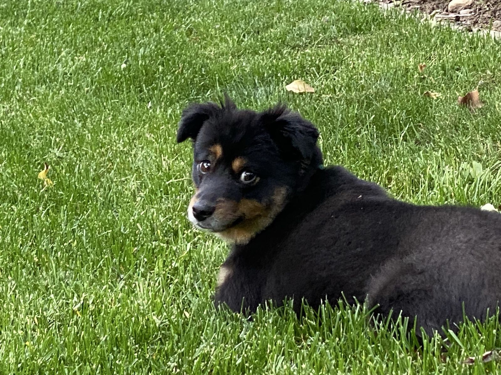 Loving dog needing a new home