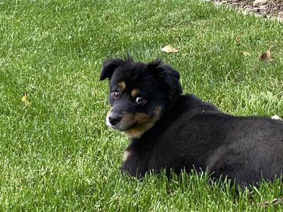 Loving dog needing a new home