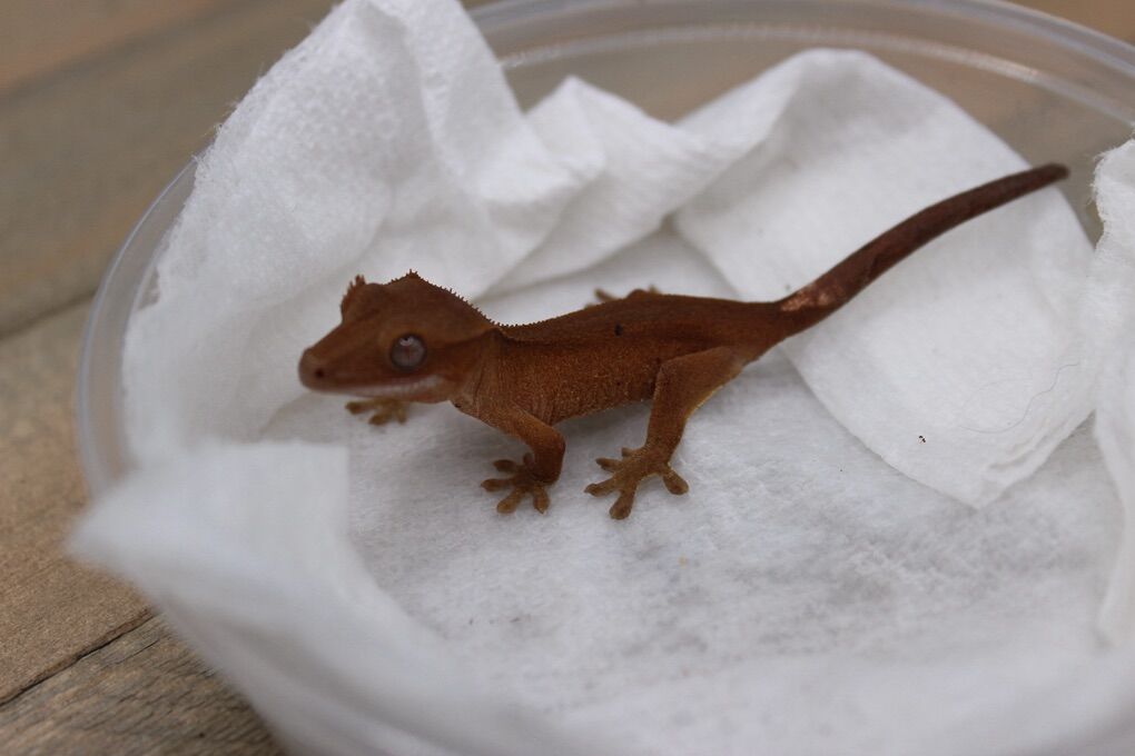 Red Phantom holdback Crested Gecko