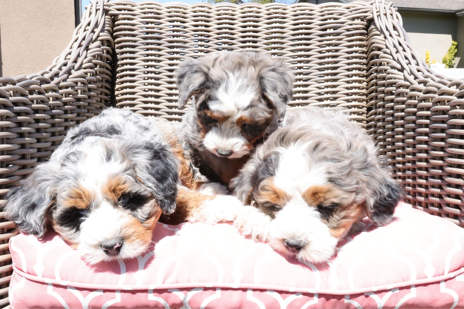 Adorable FemaleMini Bernedoodle Puppy - Looking for a guardian home.