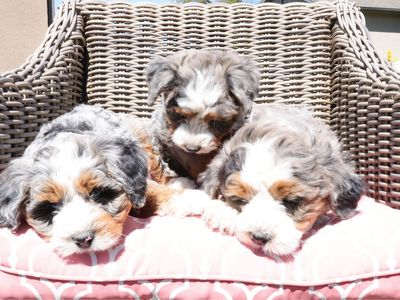 Adorable FemaleMini Bernedoodle Puppy - Looking for a guardian home.