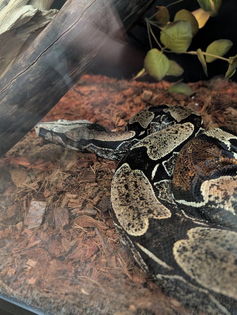 True red tail boa and enclosure