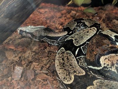True red tail boa and enclosure