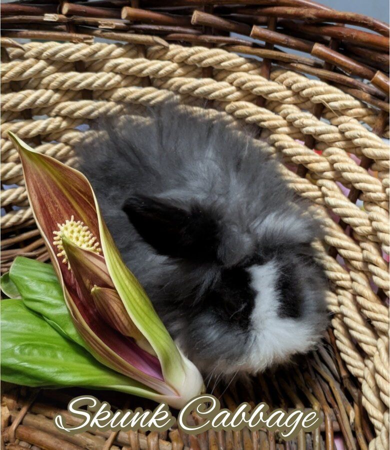 Teddywidder Boutique Bunnies