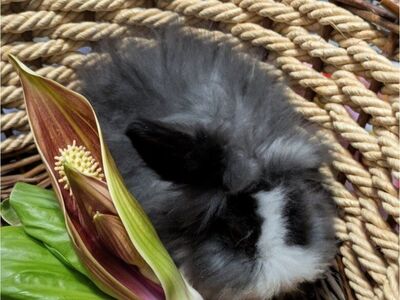 Teddywidder Boutique Bunnies