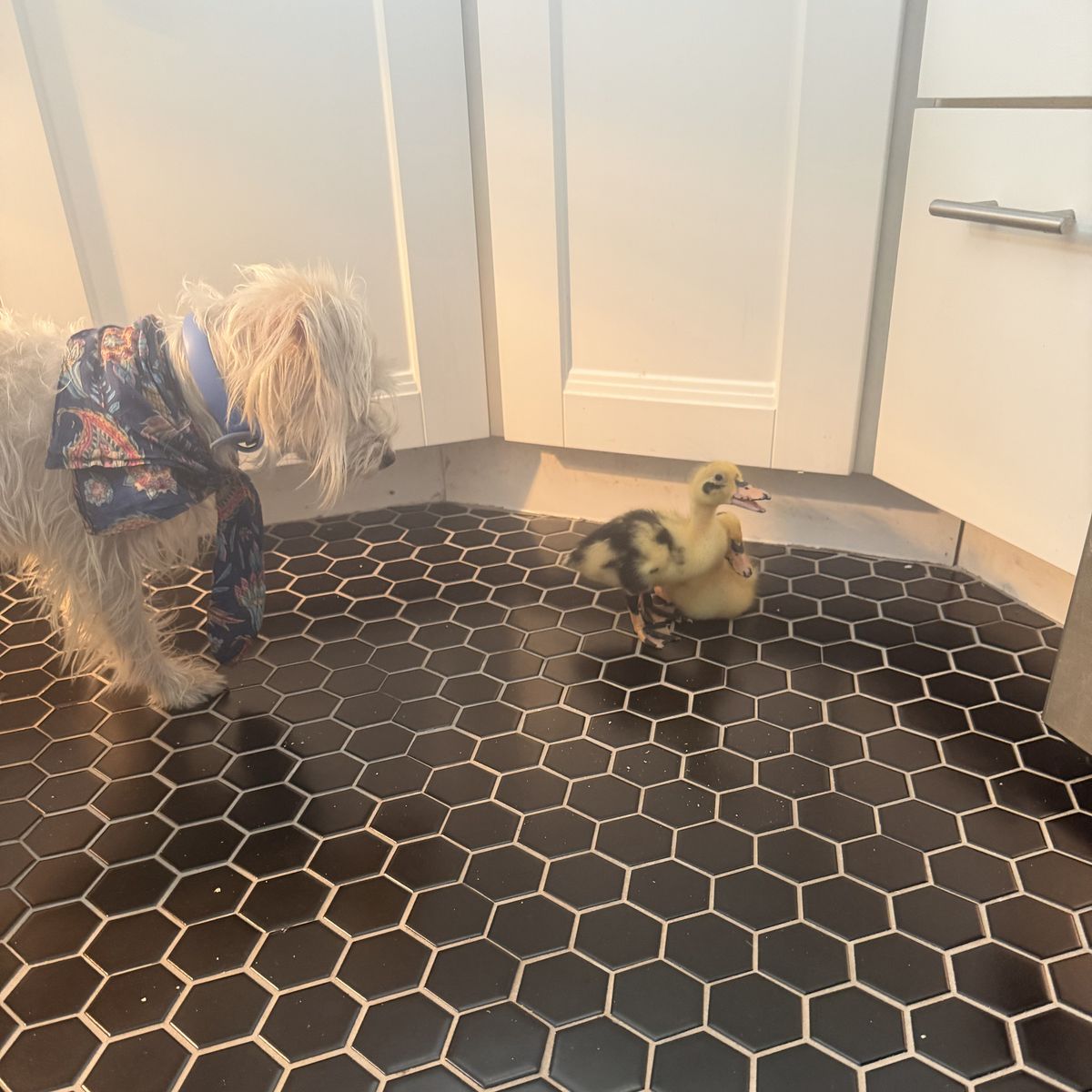 Two Ducklings and Starter Setup