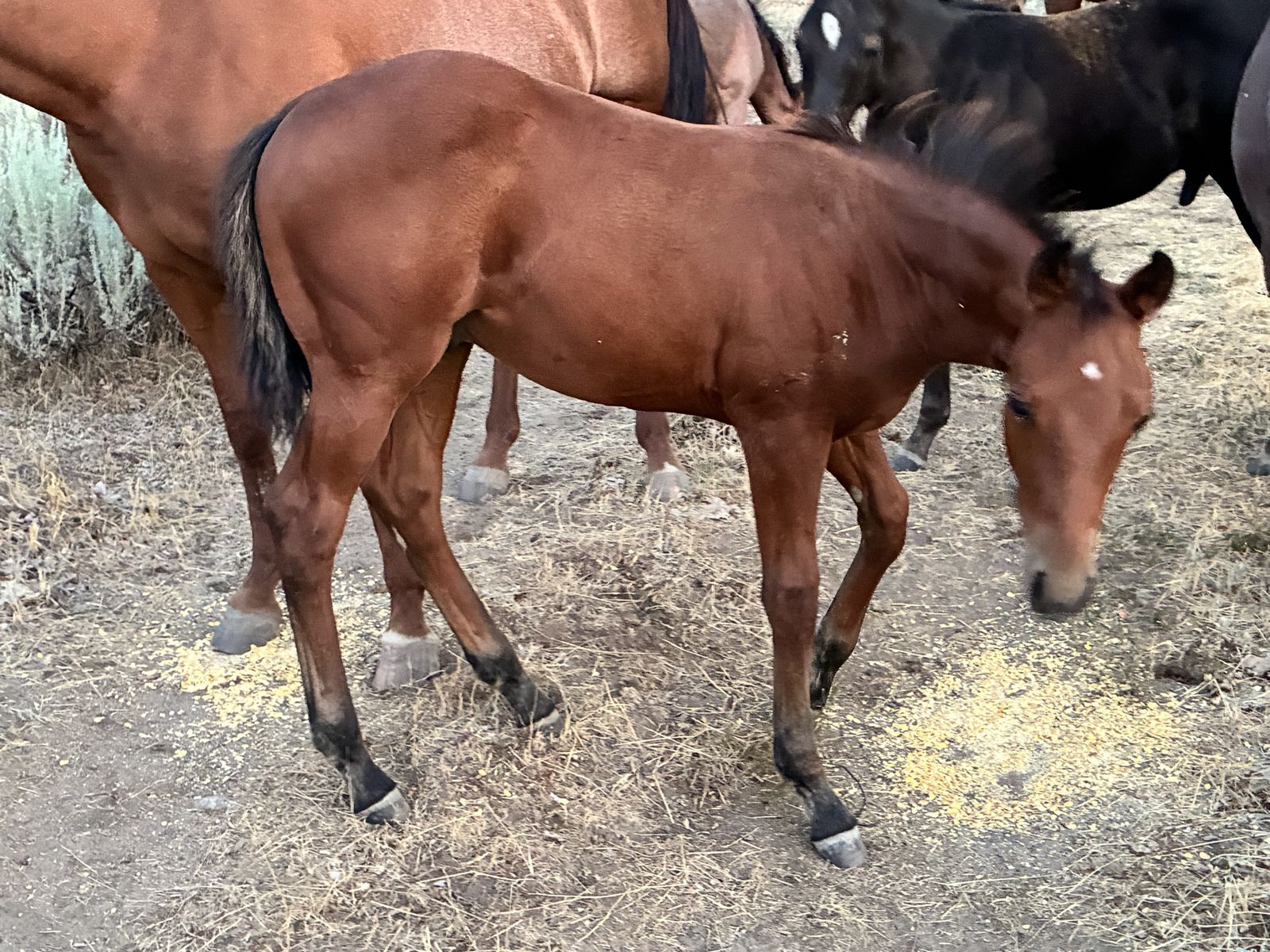 Aqha colt