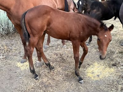 Aqha colt