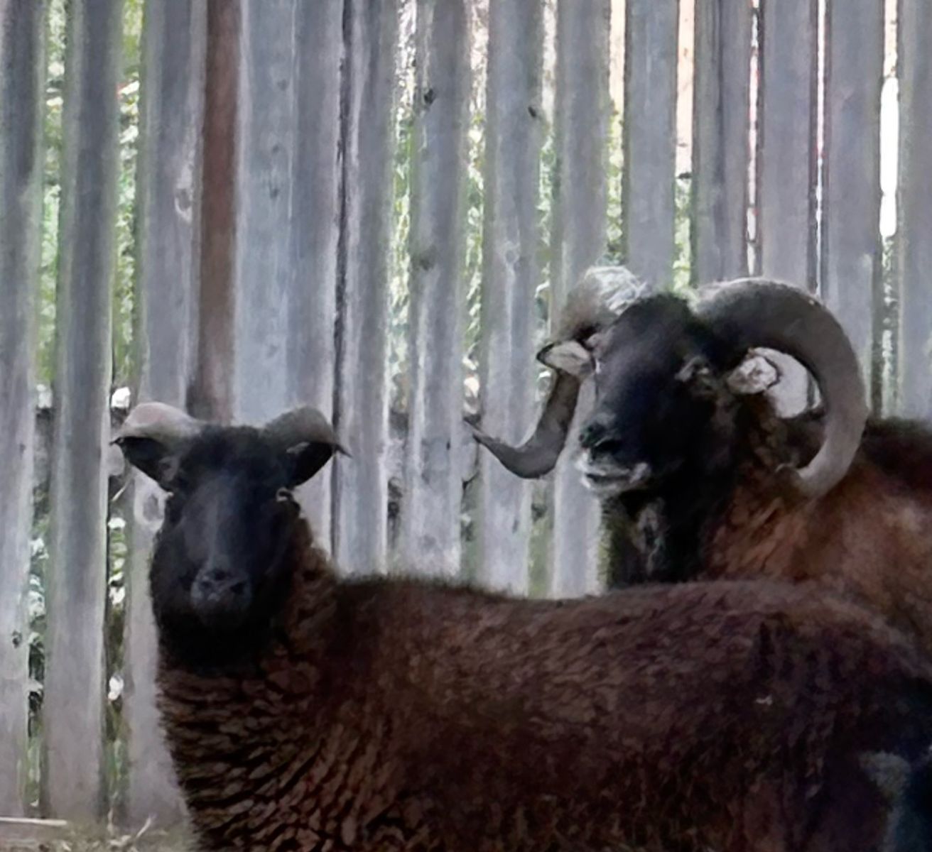 Exposed black belly ewe