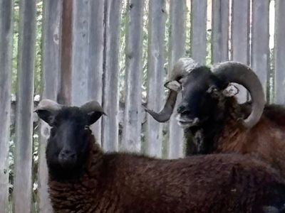 Exposed black belly ewe