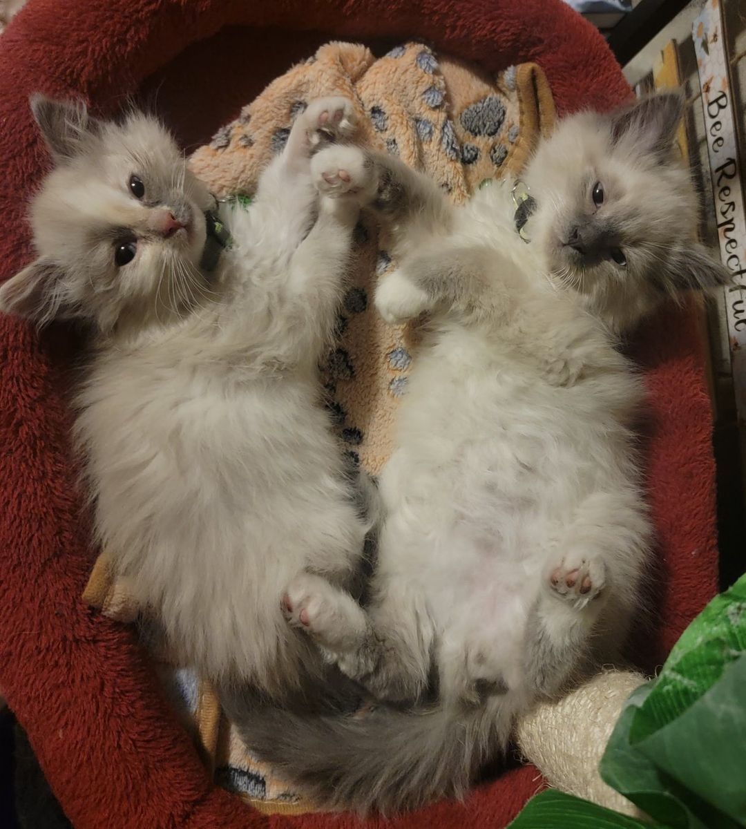 RAGDOLL KITTENS PUREBRED (#1  MALE* 1 # Female)
