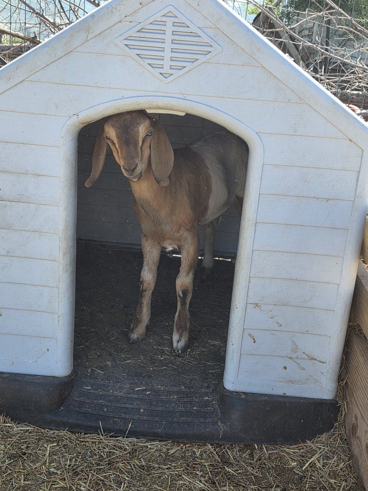 nubian goats