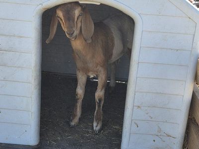 nubian goats