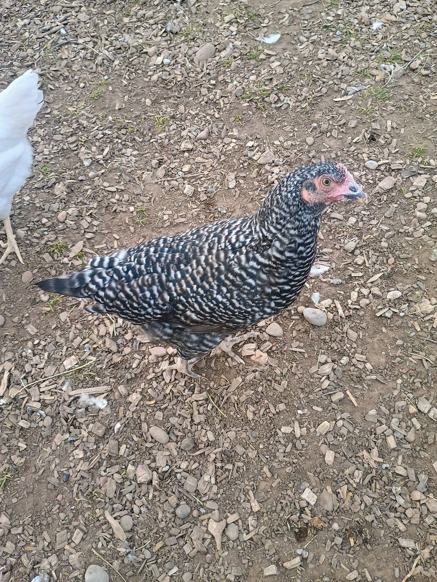 BARRED PLYMOUTH ROCK Hen Chickens for Sale