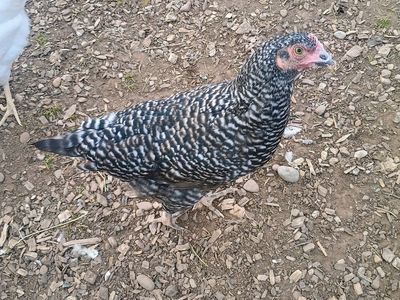 BARRED PLYMOUTH ROCK Hen Chickens for Sale
