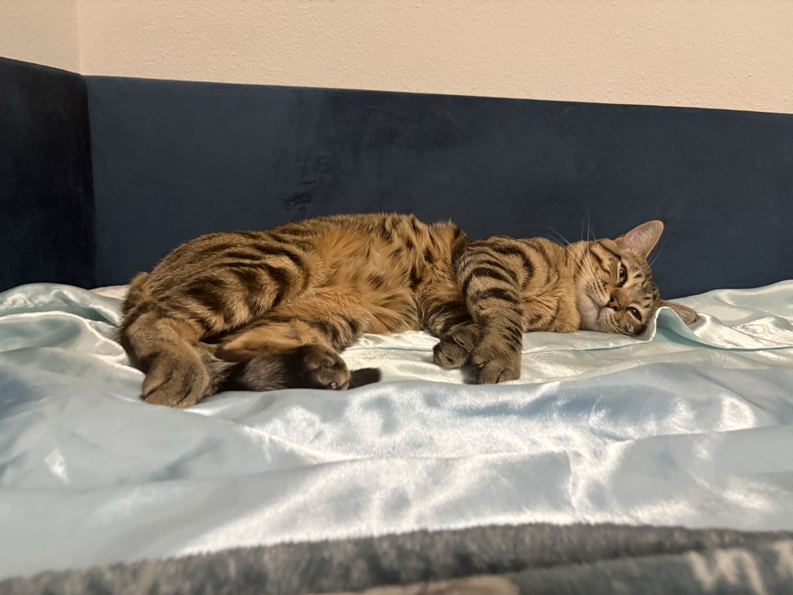 Hello my name is Ralphy im a F3 Bengal Cat I’m looking for a new home.