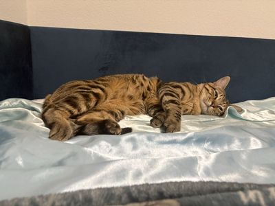 Hello my name is Ralphy im a F3 Bengal Cat I’m looking for a new home.