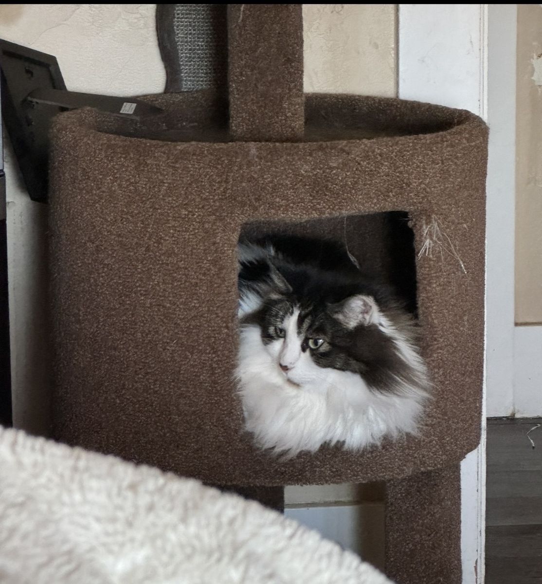 Rehoming a Beautiful cat
