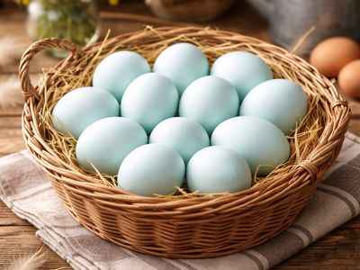 FertilIzed Hatching Eggs - Maran/True Blue Cross