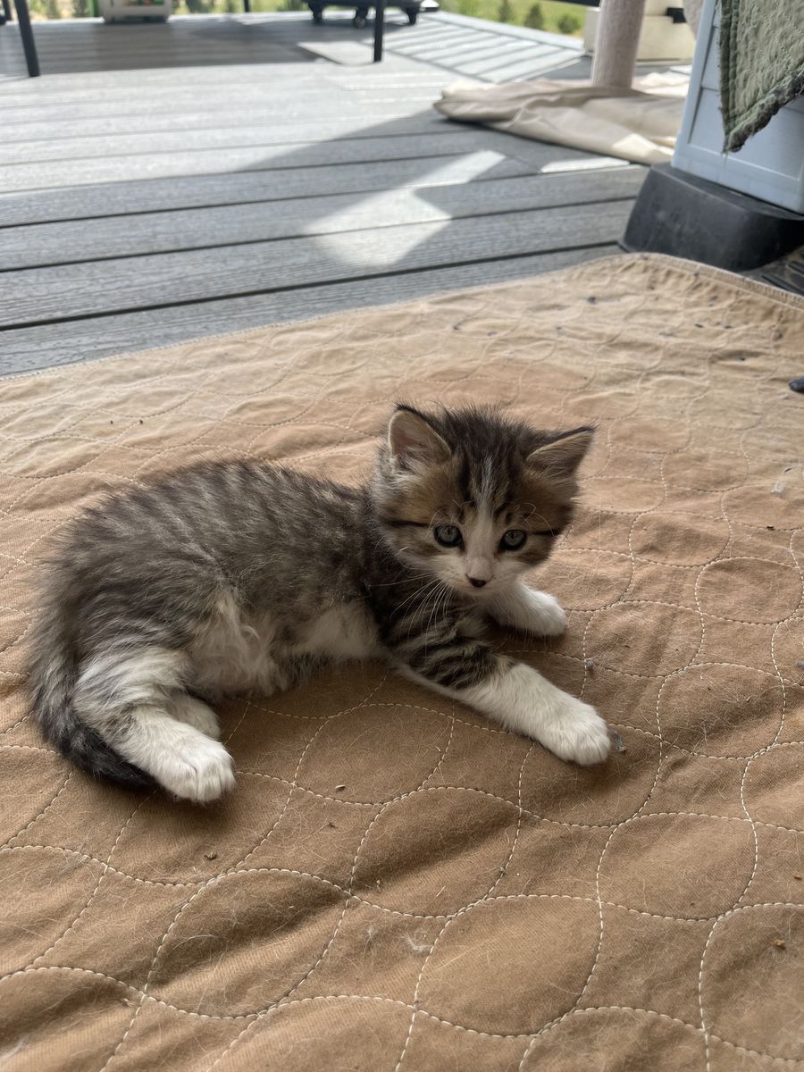 Farm Kittens