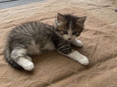 Farm Kittens