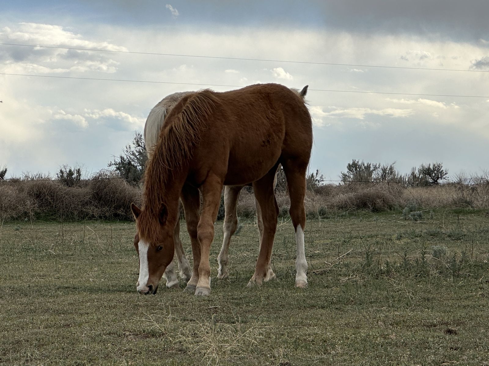 Tres Seis/Paddys Irish Whiskey/Boon A Little