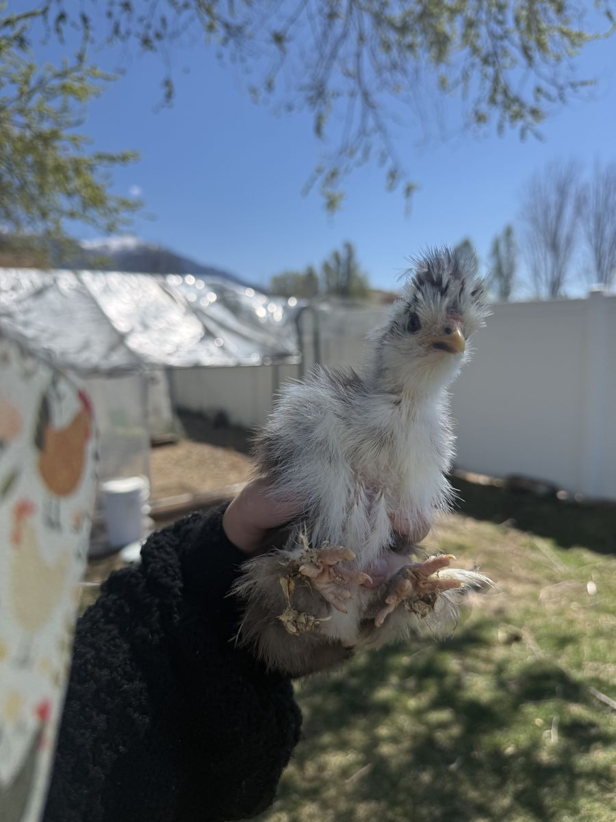 4 Chicks Chocolate mottled Silkie, White Satin