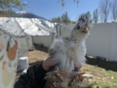 4 Chicks Chocolate mottled Silkie, White Satin