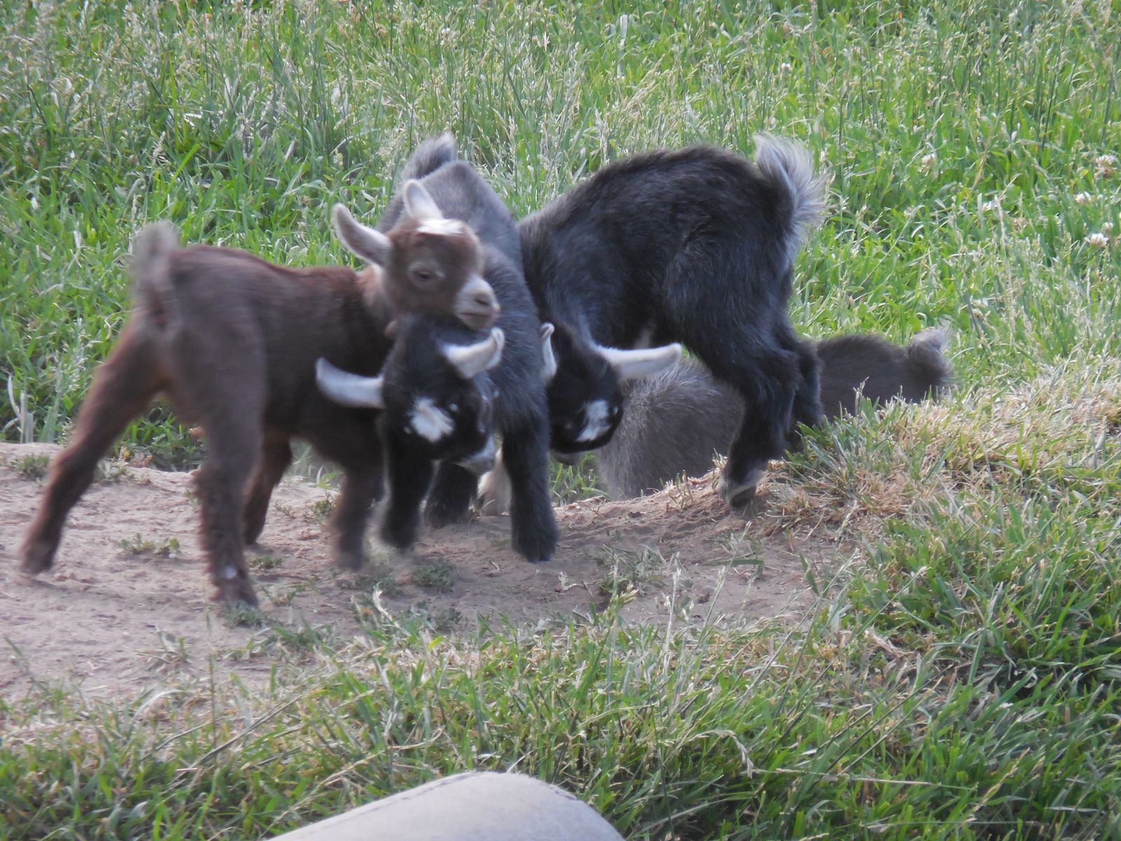Four young pygmy goats in Murray.  Good for pets, eating weeds, etc.  $65 or two for $100.  Call Max 801-261-1922 landline