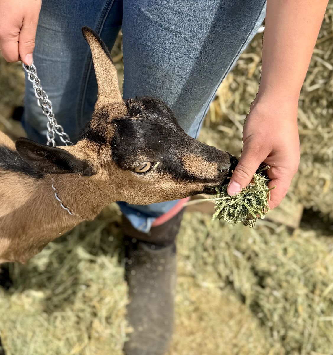 ADGA Registered Alpine Doe Goat~ Valley Rose is a beauty!