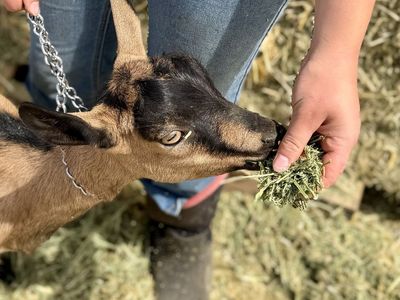 ADGA Registered Alpine Doe Goat~ Valley Rose is a beauty!