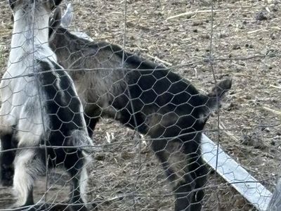 Snubian/Alpine goats 2 male 2 female