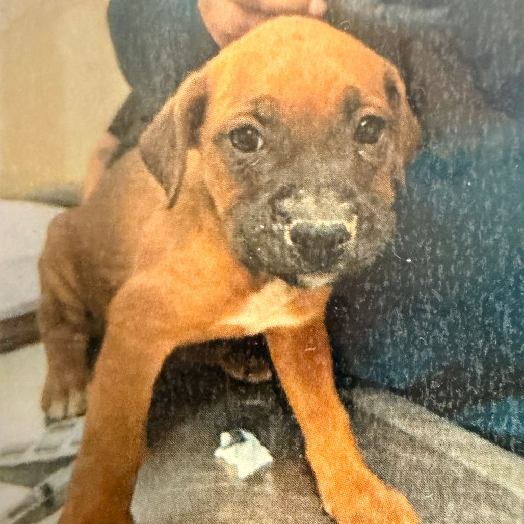 Hello my name is Bruno