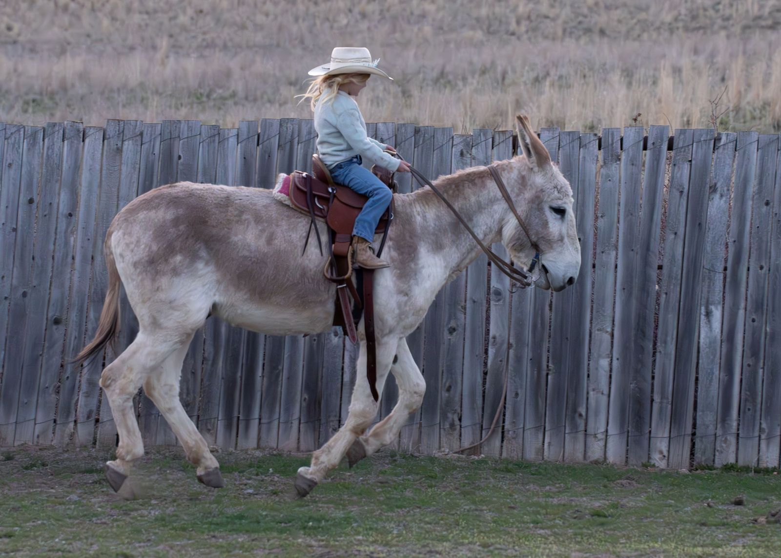 Scooters Texas Wrangler -Breed Fee $600