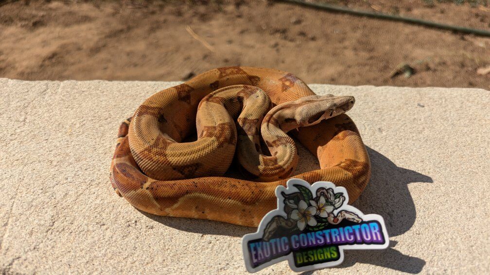 pinkbelly white-wall (salt) het Vpi T