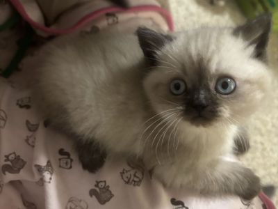 Dollface Persian Kittens Ready Now