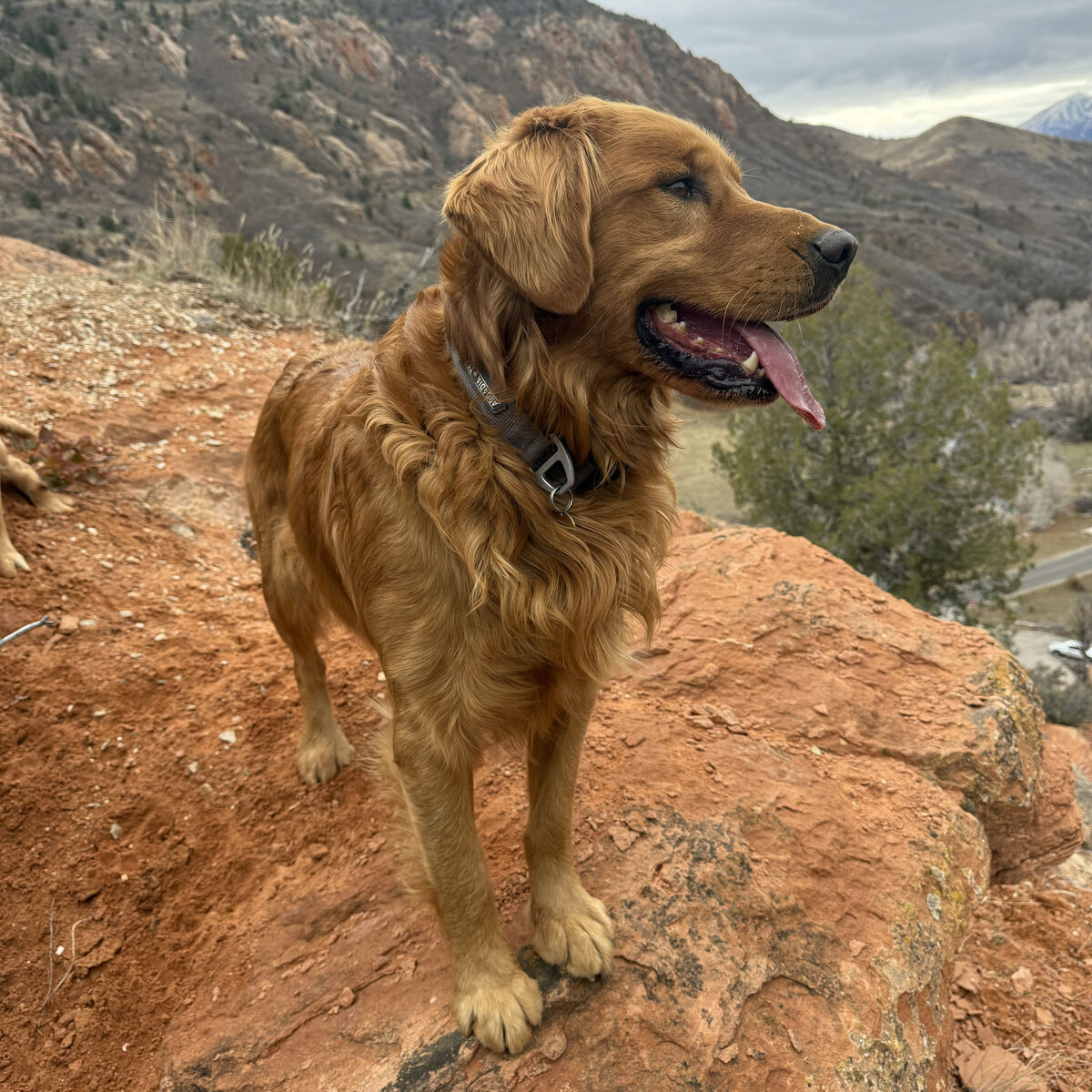 Golden Retreiver Stud AKC, DNA, OFA