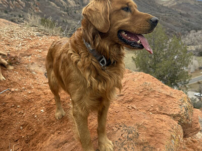 Golden Retreiver Stud AKC, DNA, OFA