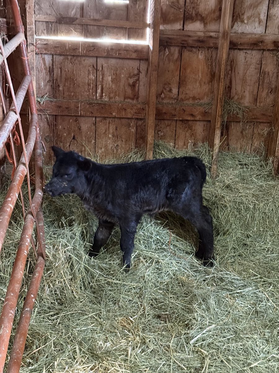 Black Angus Bottle Calf
