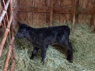 Black Angus Bottle Calf