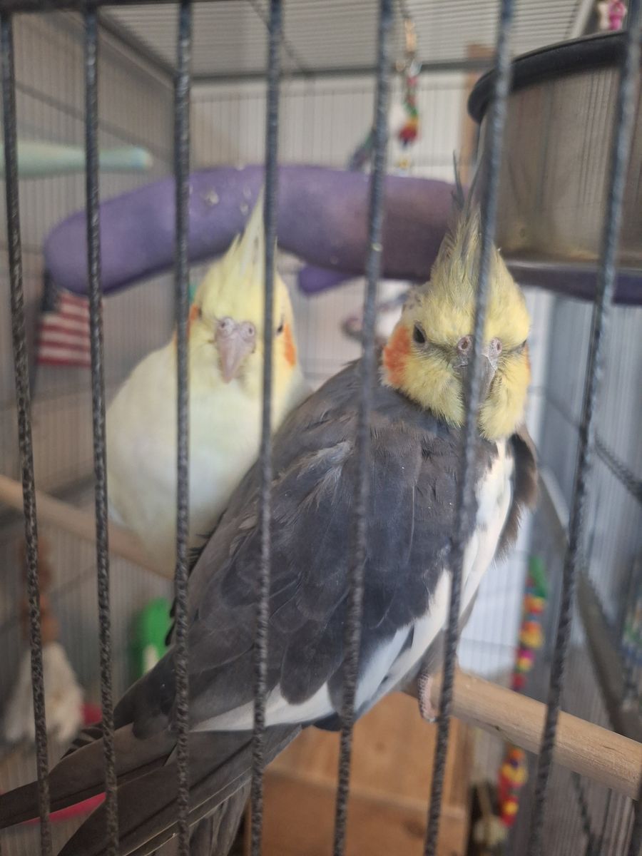 Breeding pair of cockatiels with supplies