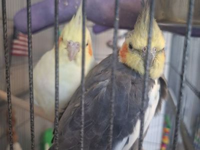 Breeding pair of cockatiels with supplies